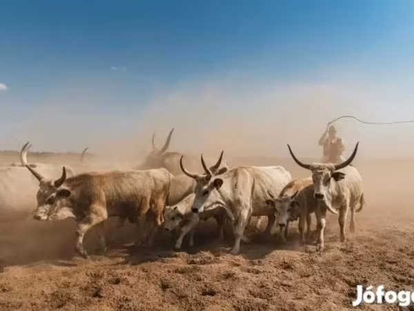 Vaca, Raza gris húngara