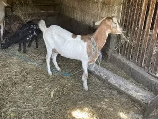 母山羊, Goats