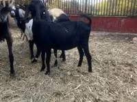 Bak, Alpine goat — 2. fotó