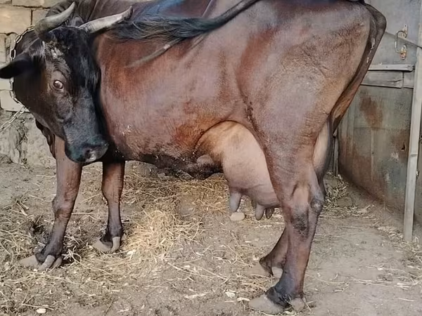 गाय, जंगली याक
