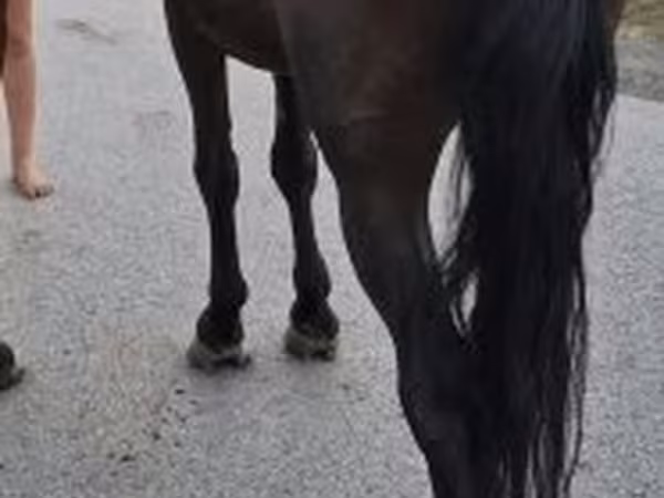 Caballo, Caballos