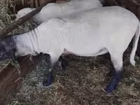 Widder, Tsigai sheep — Foto 4