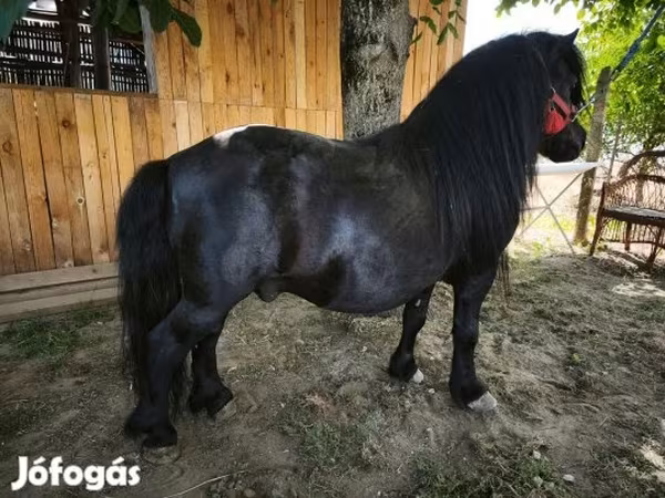 Hing, Lovak — Magyarország