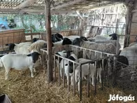 Kos, Dorper sheep — 3. fotó