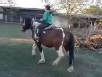 公马, Horses — 照片 1