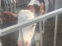 Bulle, Simmental cattle — Foto 1