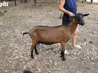 Nőstény kecske, Alpine goat — 1. fotó