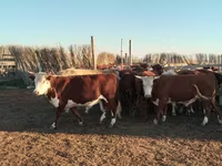 Bika, Simmental cattle — 1. fotó