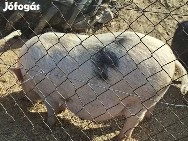 Sow, Вьетнамская вислобрюхая