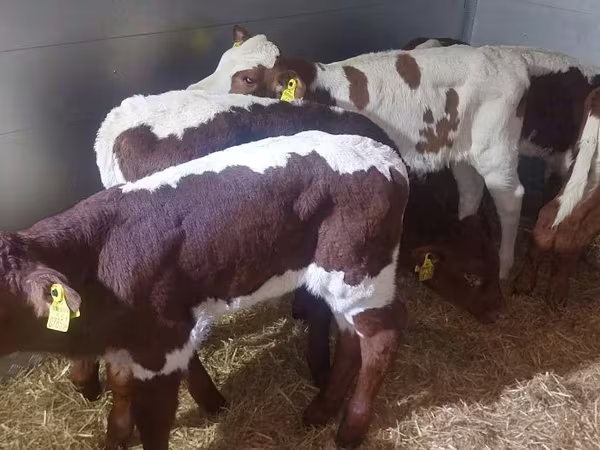 Bika, Simmental cattle