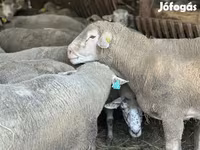 Ram, Sheep — photo 3