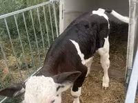 Bulle, Simmental cattle — Foto 4