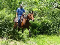 Kůň, Standardbred — foto 8