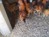 Chickens — foto 2