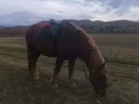 Cavalo, Cavalos — foto 5