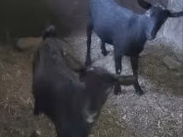 Goat, Goats — Hungary