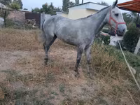 Kůň, Thoroughbred horse — foto 5
