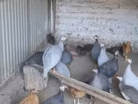 珍珠灰 — 照片 2