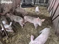Pigs (batch, sex not specified), Pigs — photo 3