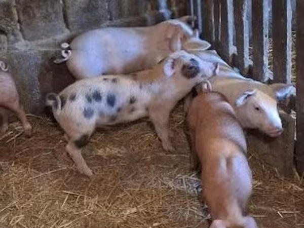 Schweine (Partie, Geschlecht nicht angegeben), Schweine — Ungarn