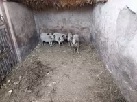 Donuzlar (partiya, cinsi göstərilməyib), Мангалица — foto 4