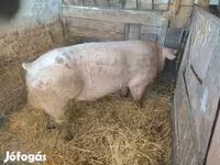 公猪, Pigs — 照片 3