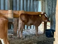 Vaca, Vaca Limousin — foto 5