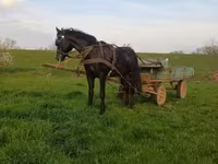 公马, Nonius horse — 照片 2