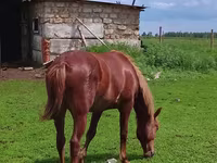 Klisna, Koně — foto 1