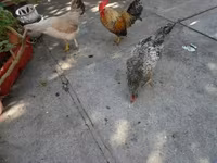 Yapon Bantam — foto 1