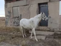 Koń, Konie — zdjęcie 5