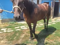 母马, Horses — 照片 3