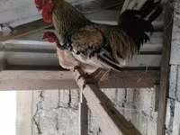 Chickens — foto 1