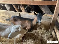 Nőstény kecske, Alpine goat — 1. fotó