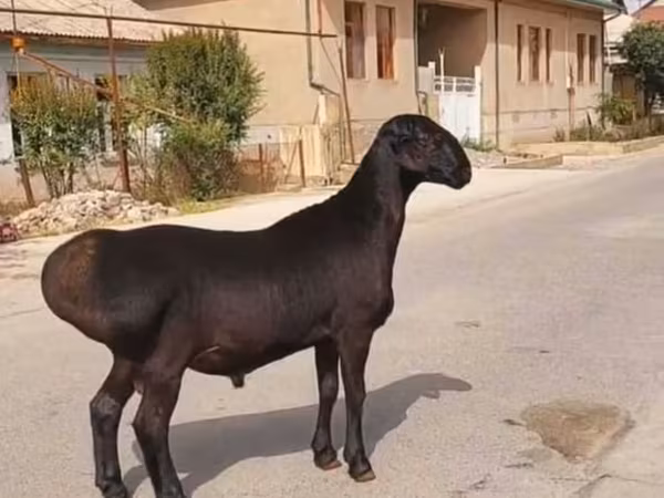 Ram, Sheep