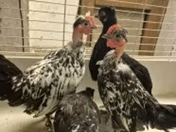 日本矮脚鸡