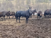 Cheval, Karachay horse — photo 6
