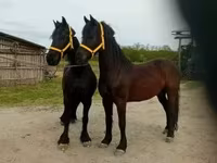 公马, Friesian — 照片 2