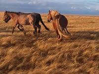 حصان, Altai horse — الصورة 3
