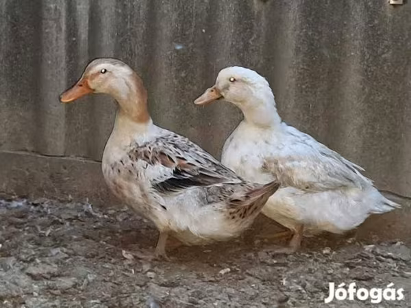 Ducks — 匈牙利