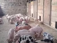 Boar, Pigs — photo 3