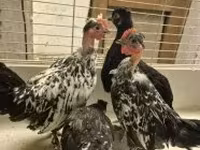 Japanese Bantam — photo 1