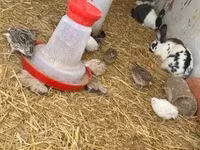 Quails — 照片 1