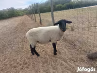 Oveja, White Suffolk sheep — foto 3