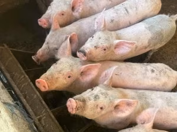 Pigs (batch, sex not specified), Pigs — Hungary