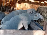 公羊, Merino sheep — 照片 1