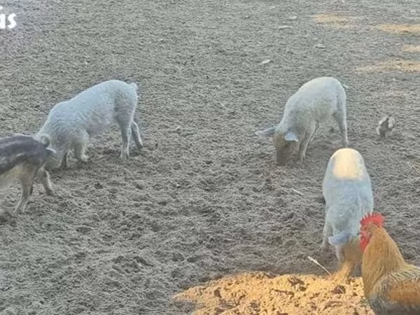 Pigs (batch, sex not specified),  — Hungary