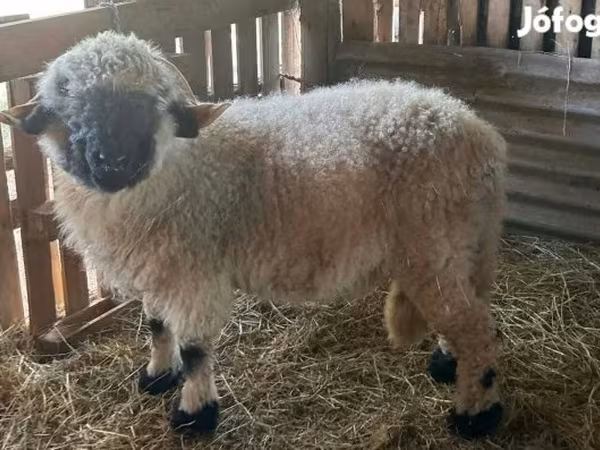 Kos, Valais Blacknose sheep