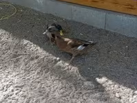 Ducks — photo 4