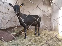 Goat, Murcia-Granada goats — photo 4